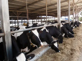 Капитал - Фермерам снизили проценты по кредиту