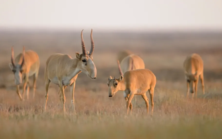Капитал - Как изъятие поголовья сайгаков может работать на экономику РК