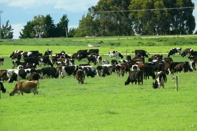 Оцифровку пастбищ в Казахстане завершат до конца года