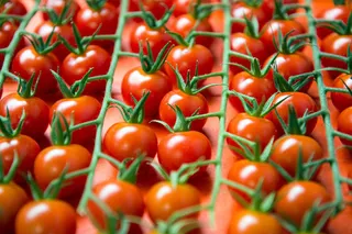 Капитал - Овощехранилище на 4250 тонн построят в Мангистауской области