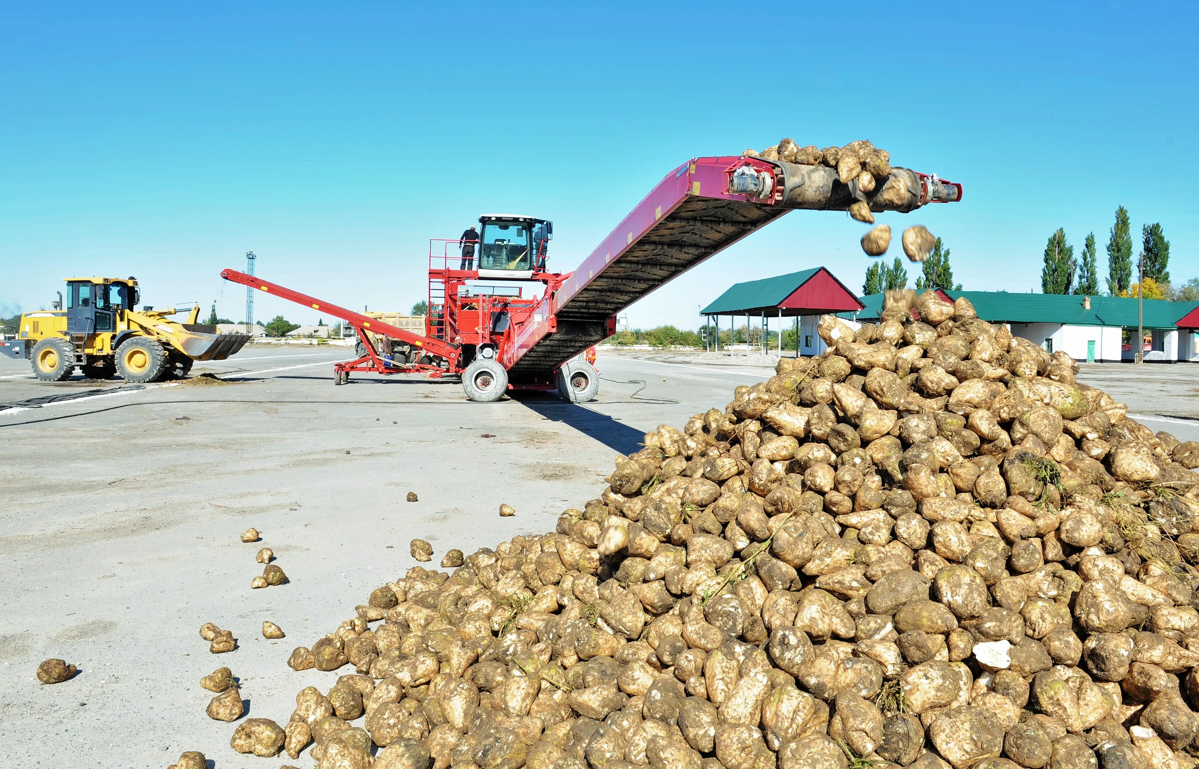 Капитал - В Алматинской области планируют произвести 42 тысячи тонн сахара