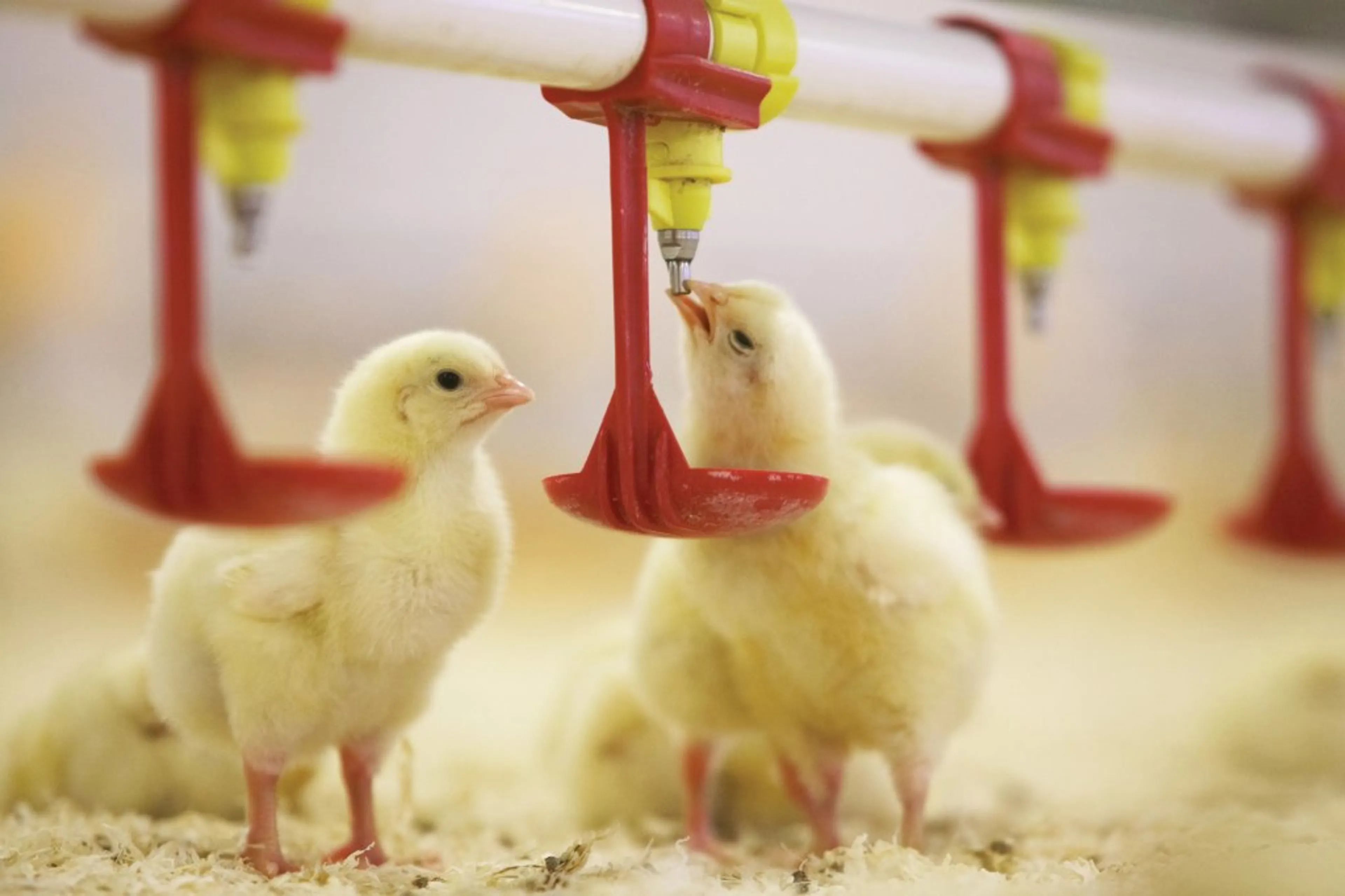 Капитал - БРК профинансирует крупнейший проект в отрасли птицеводства