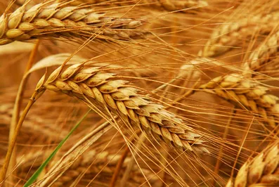 Продкорпорация начала форвардный закуп пшеницы