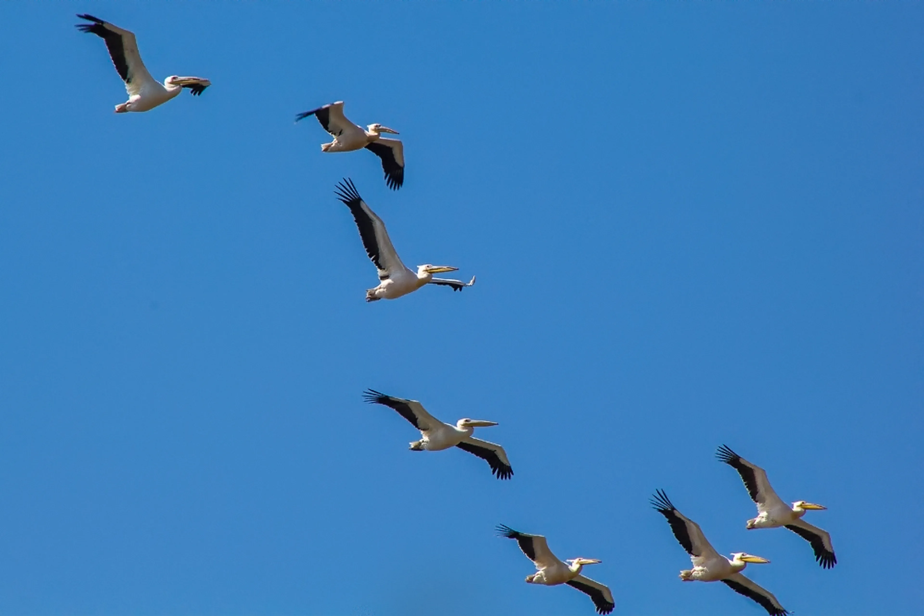 Капитал - С легкостью птицы – за мечтой