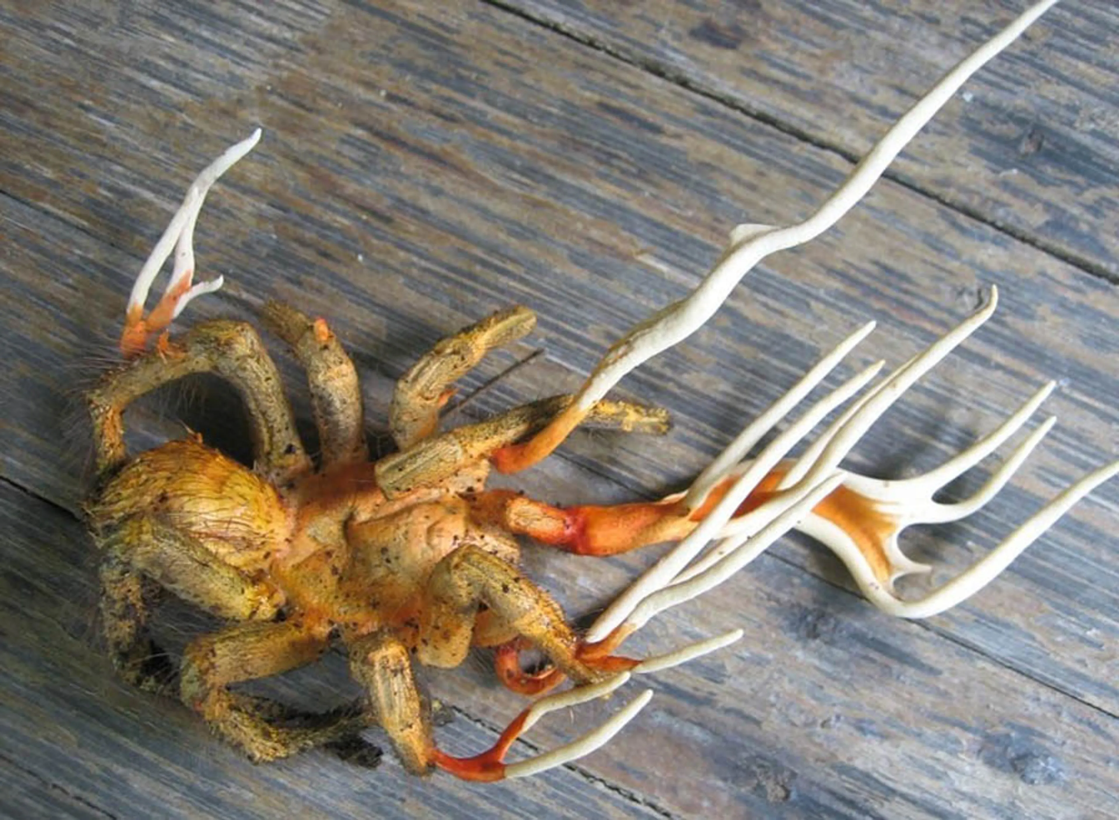 Капитал - Казахстанский ученый нашел в грибах источник долголетия