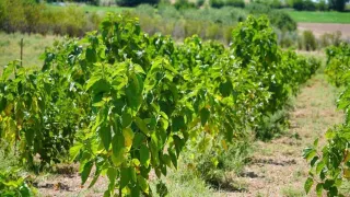 Фото: МСХ РК