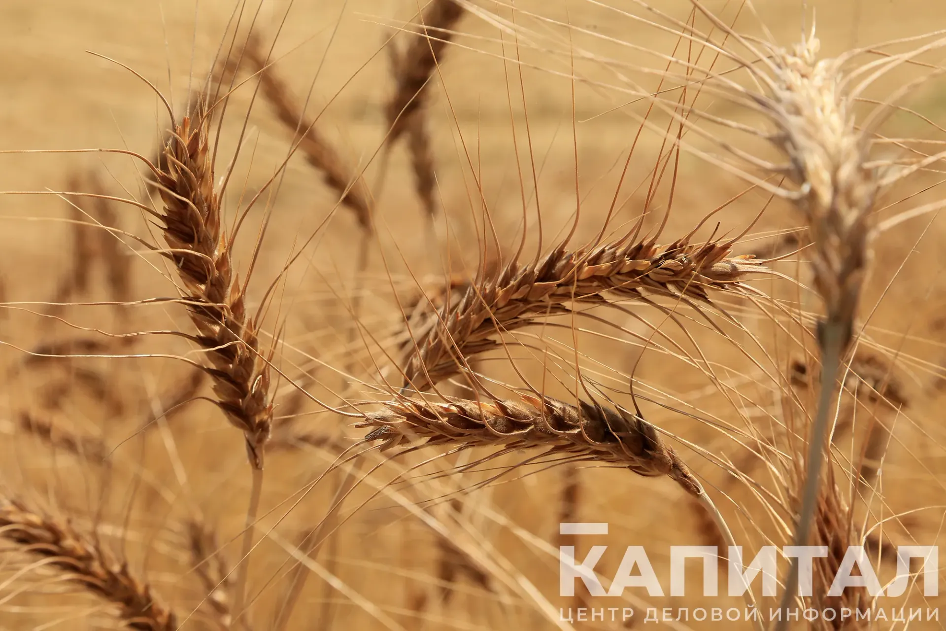 Капитал - Каких сельхозпредприятий не коснется ограничение импорта зерна, рассказали в МСХ