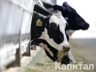 Капитал - Что изменить в поддержке сельского хозяйства