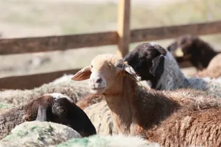 Фото: Руслан Пряников 