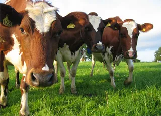 Капитал - Что мешает развитию животноводства в Казахстане?