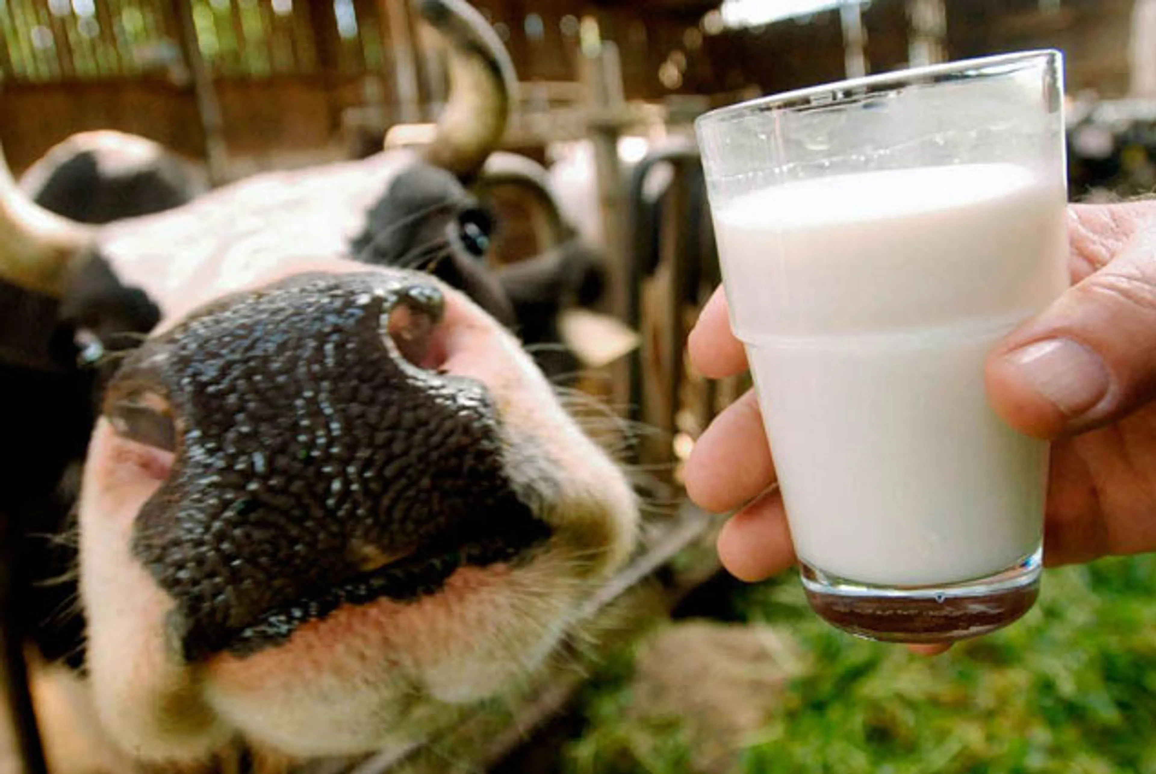 Капитал - В РК наращивается промышленное производство молока