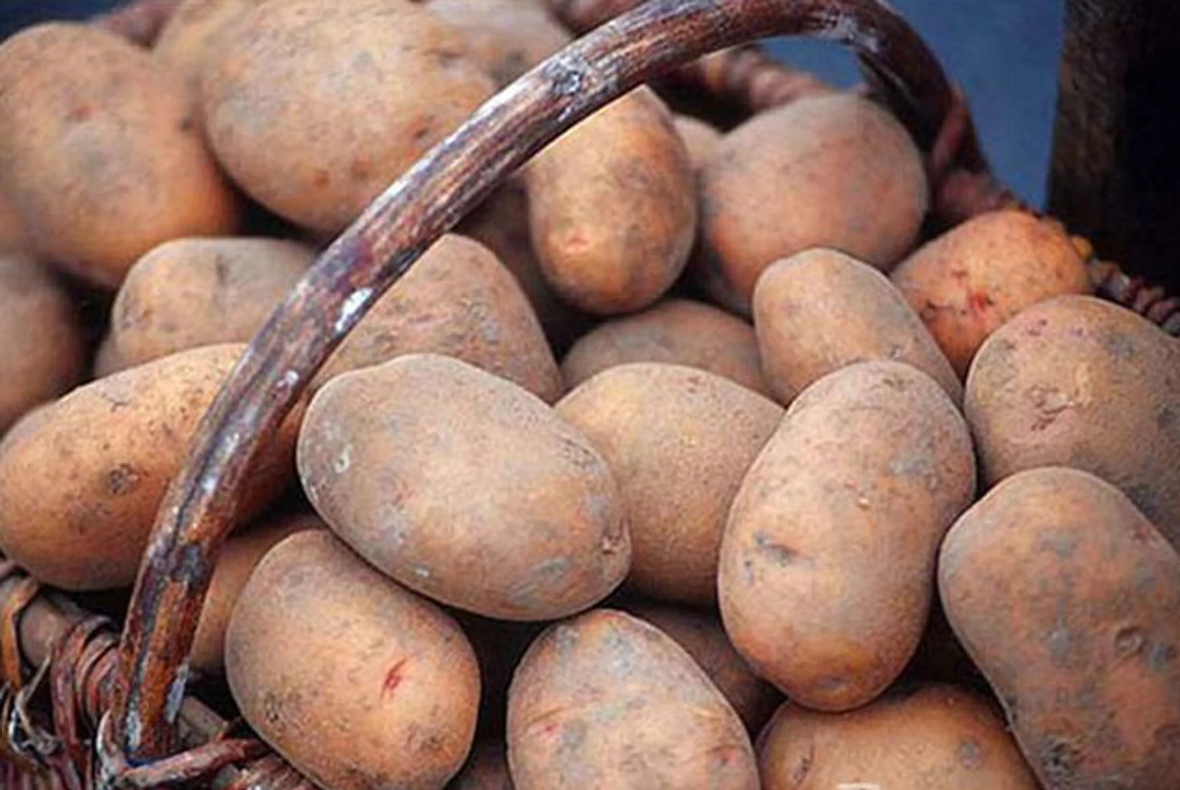 Капитал - Казахстанцы вывезли из Новосибирска тонны продуктов