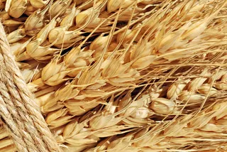 Капитал - Иран готов импортировать до 2 млн тонн пшеницы из РК
