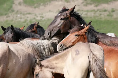 Фото: Руслан Пряников