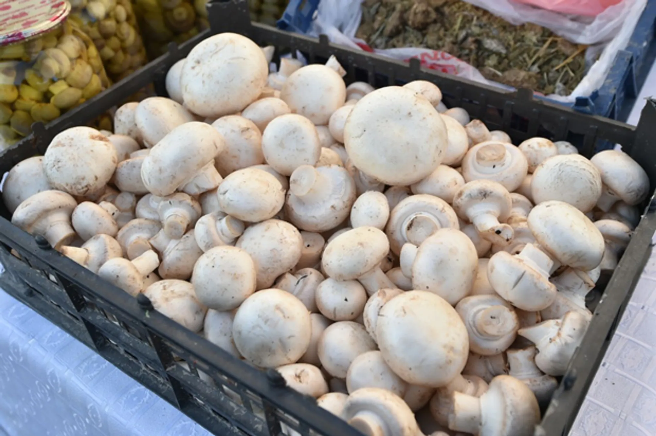 Инвестцентр «Оңтүстік» прокредитует грибную ферму - Image Kapital.kz