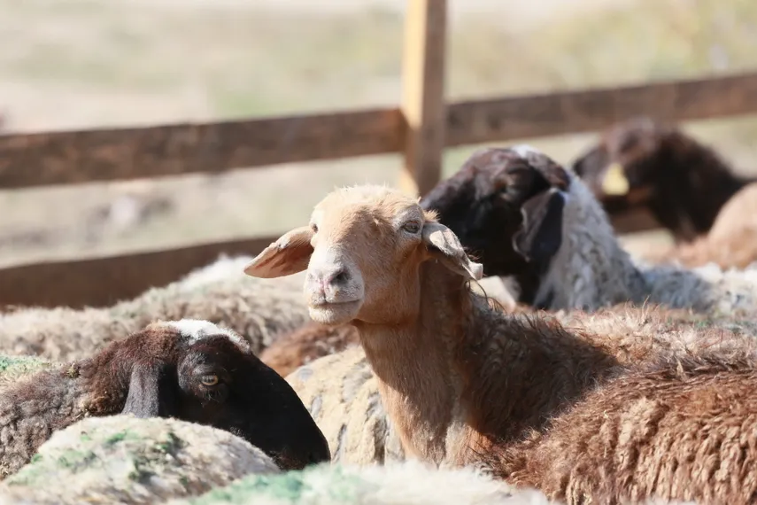 Фото: Руслан Пряников 