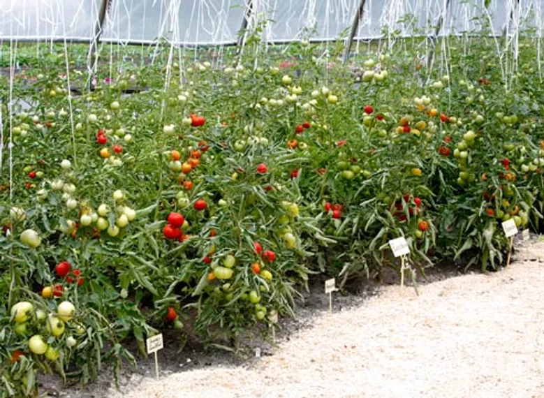 Капитал - Казахстанцев обеспечат овощами