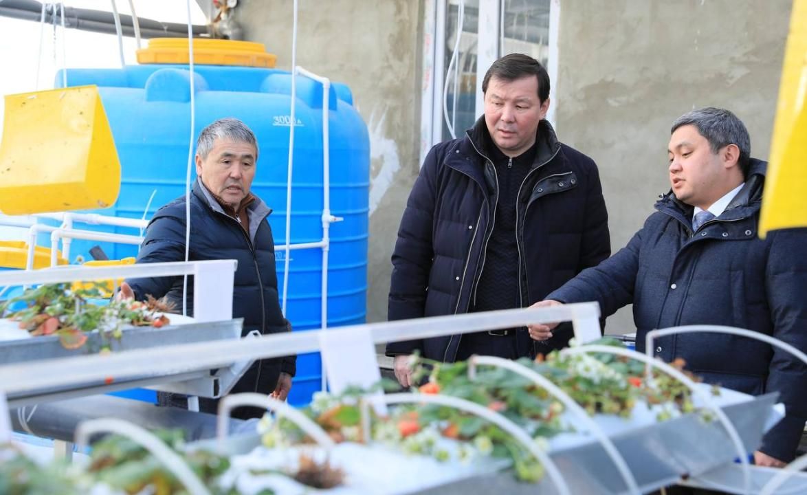 Тепличный комплекс Nazberry открыли по программе Ауыл аманаты 3681931 — Kapital.kz 