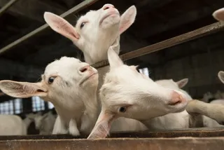 Капитал - Мороженое из козьего молока будут производить в Атырауской области