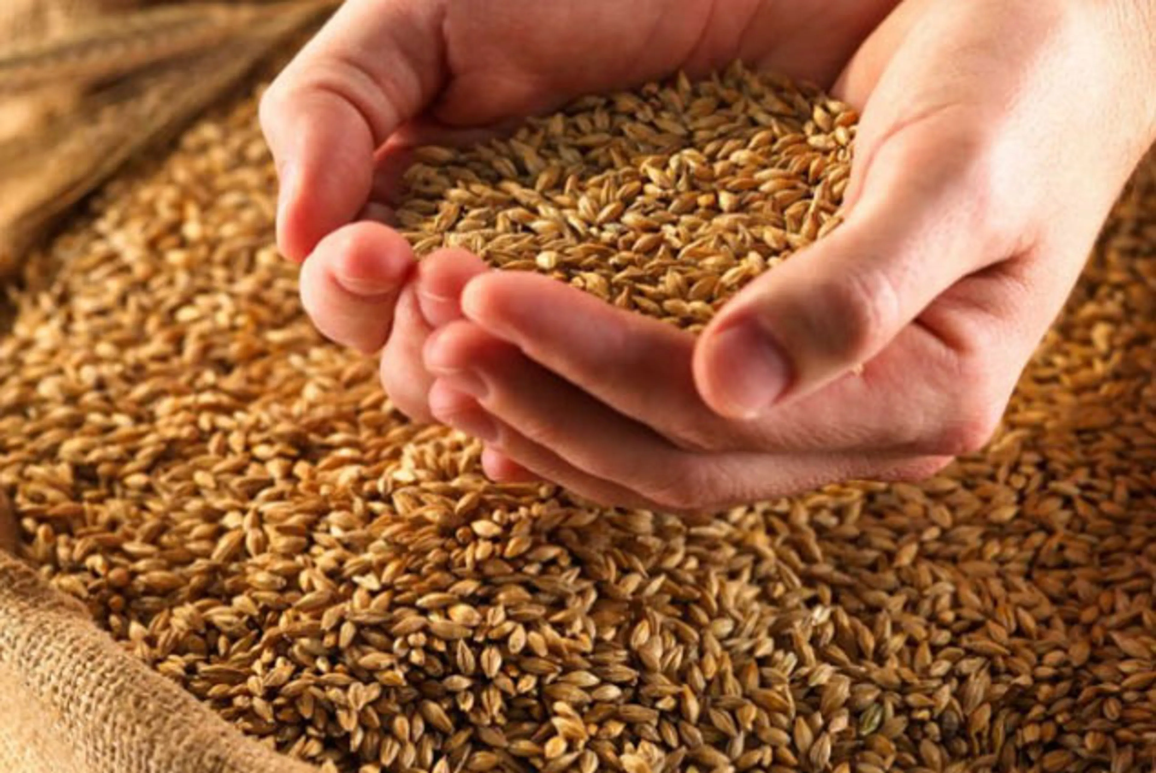 Капитал - В РК планируется собрать 17,6 млн тонн зерна