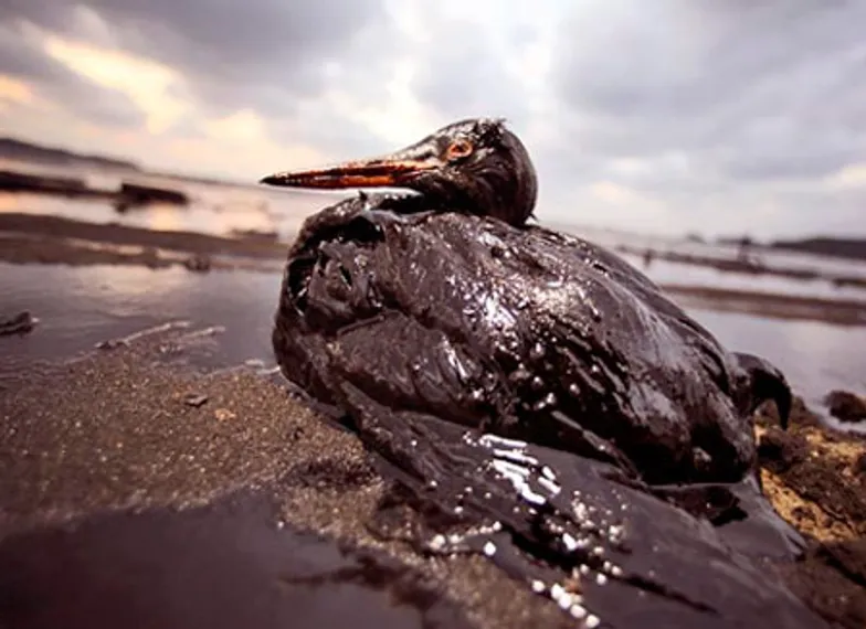 Капитал - «Роснефть» выдвинули на рекорд Гиннеса по разливам нефти