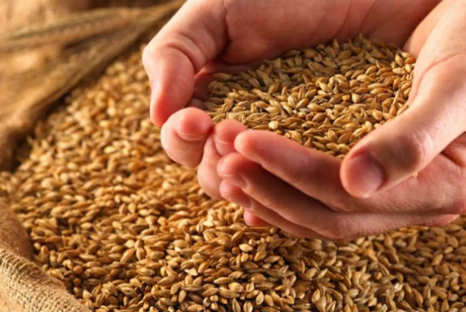 Капитал - Урожай зерновых и бобовых культур уменьшился на 5,9%