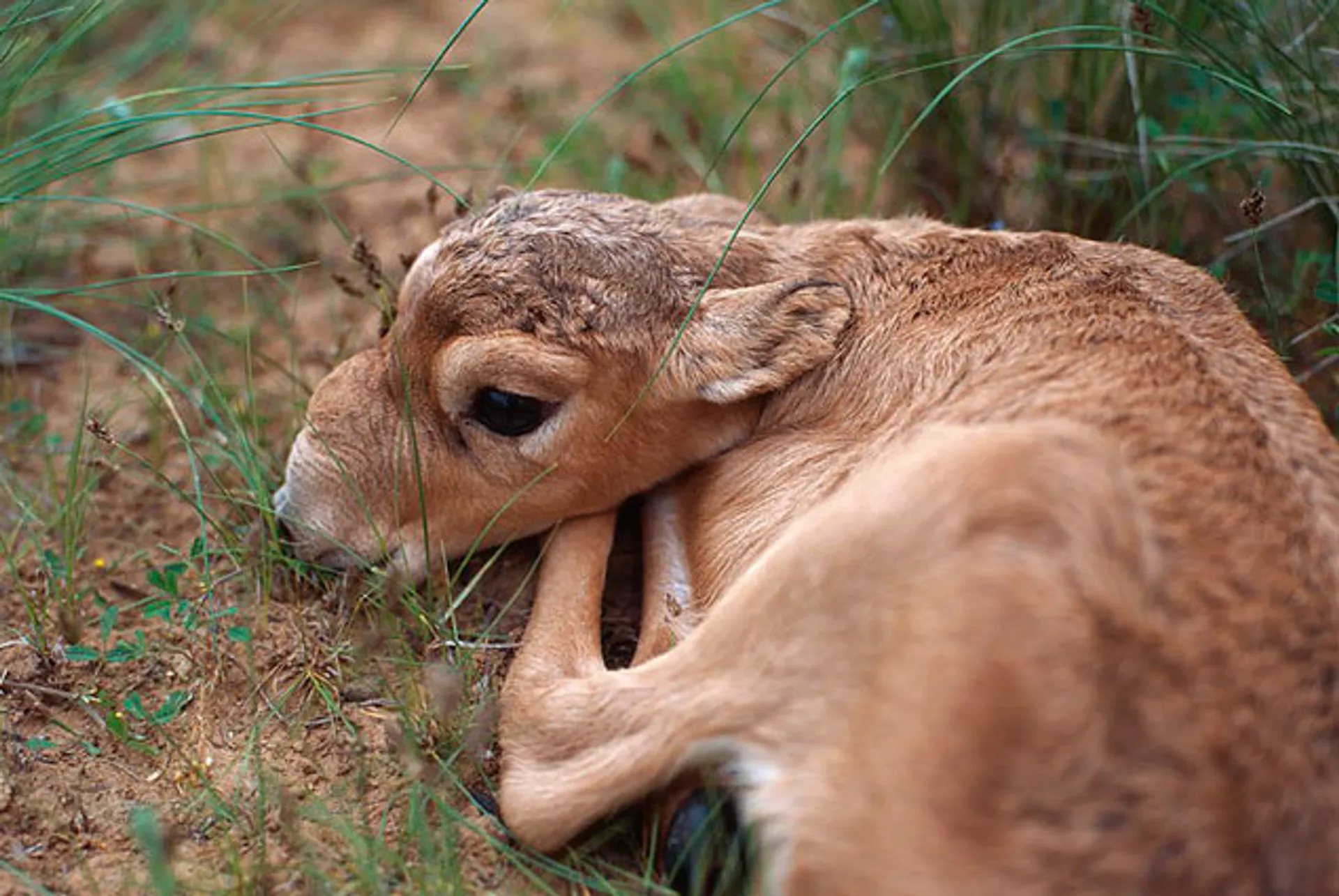 Капитал - Россельхознадзор назвал причину гибели сайгаков