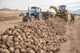 Капитал - Алматинская область будет производить до 300 тысяч тонн сахара