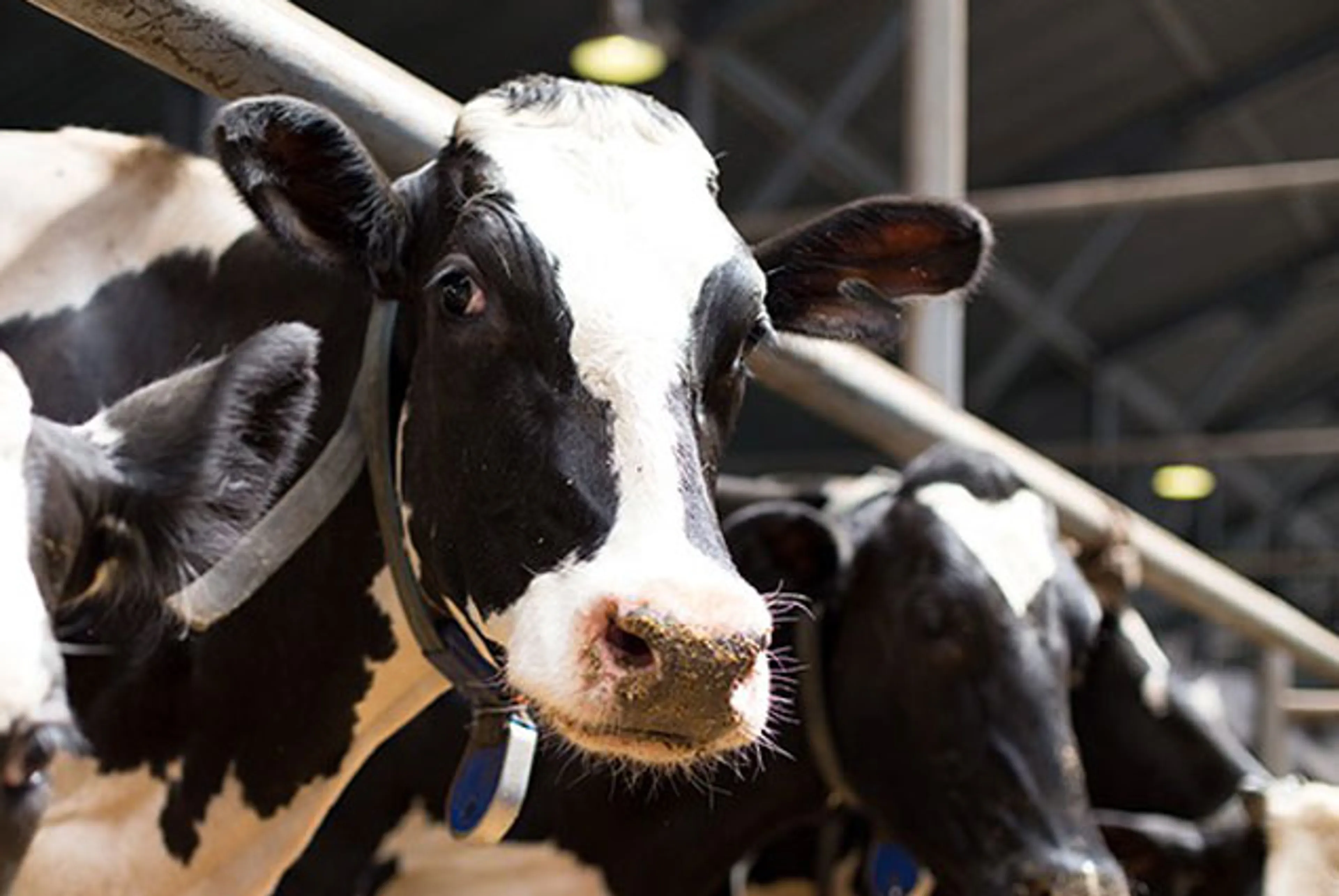 Капитал - В Костанайской области намерены организовать мясной кластер