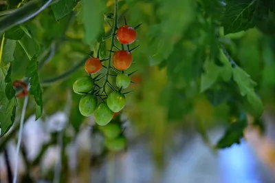 Фото: Владимир Третьяков