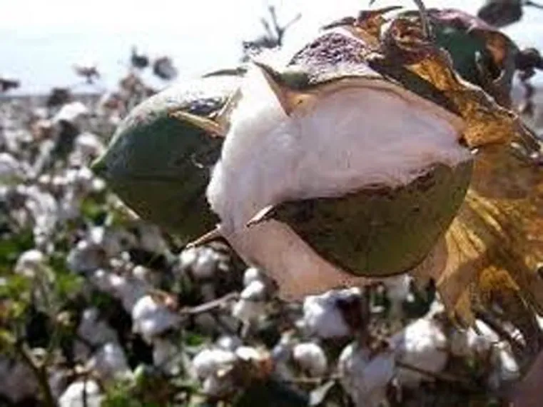 Капитал - На поддержку хлопкоробов выделяют 1 млрд. тенге
