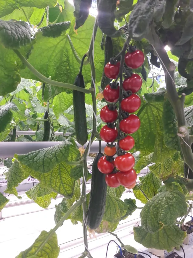 Как технологии меняют тепличные хозяйства - фото kapital.kz