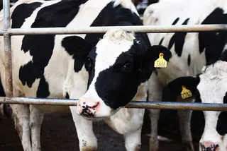 Капитал - За год инвестиции в животноводческий комплекс выросли вдвое