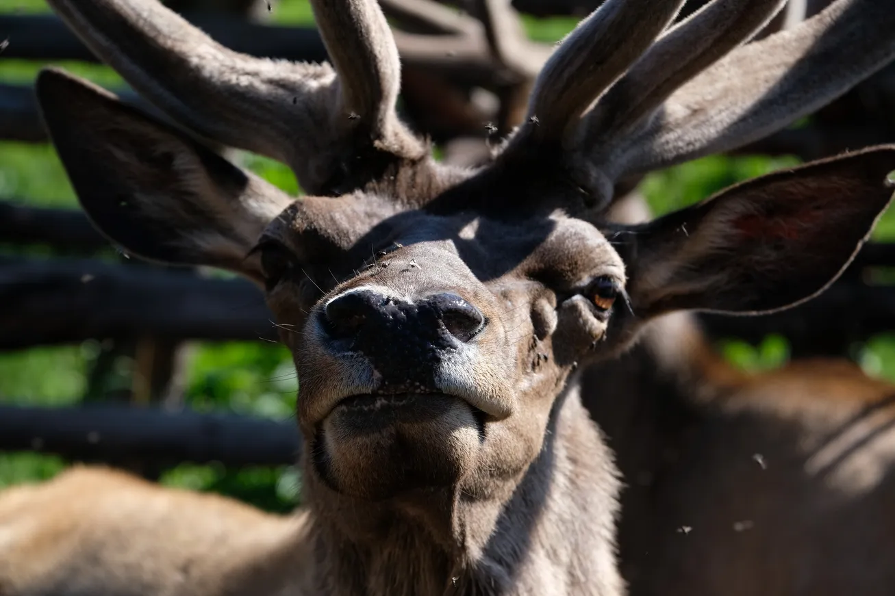 Кто в Алматинской области зарабатывает на пантах - фото kapital.kz
