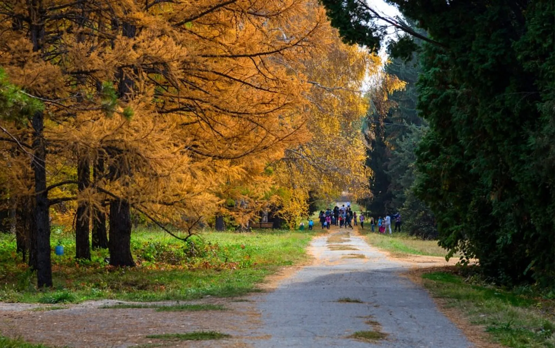 Капитал - Бизнес на озеленении: как государственному дендропарку «прокормить» себя