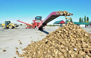 Капитал - В Алматинской области планируют произвести 42 тысячи тонн сахара