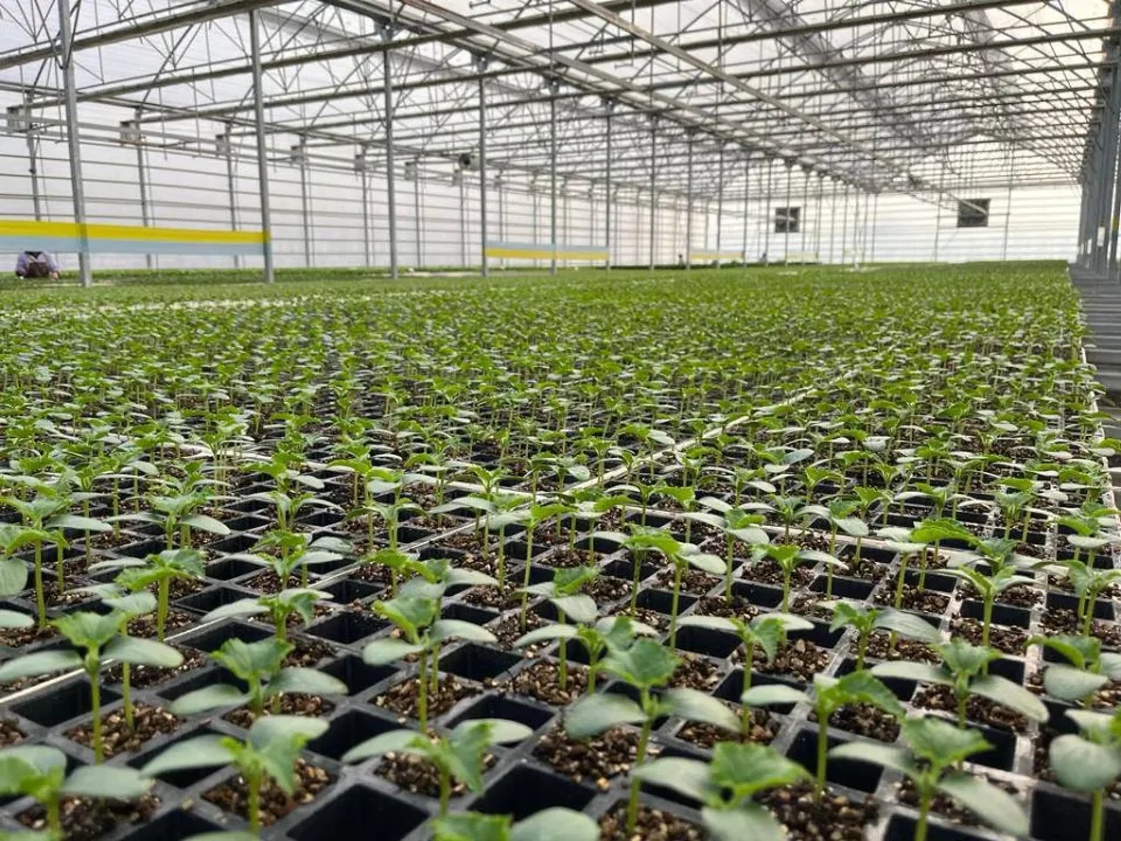 Капитал - Тепличным хозяйствам Туркестанской области поставят 150 тысяч тонн угля