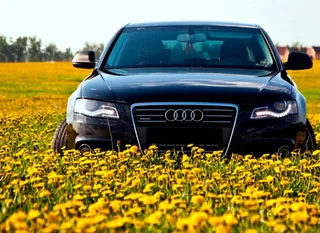 Капитал - В РК вырастят одуванчики для производства шин