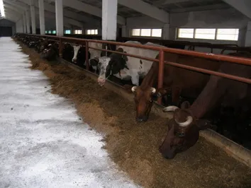 В РК создана оценочная станция быков мясных пород