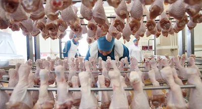 Минсельхоз ввел запрет на ввоз мяса птицы из России и Беларуси
