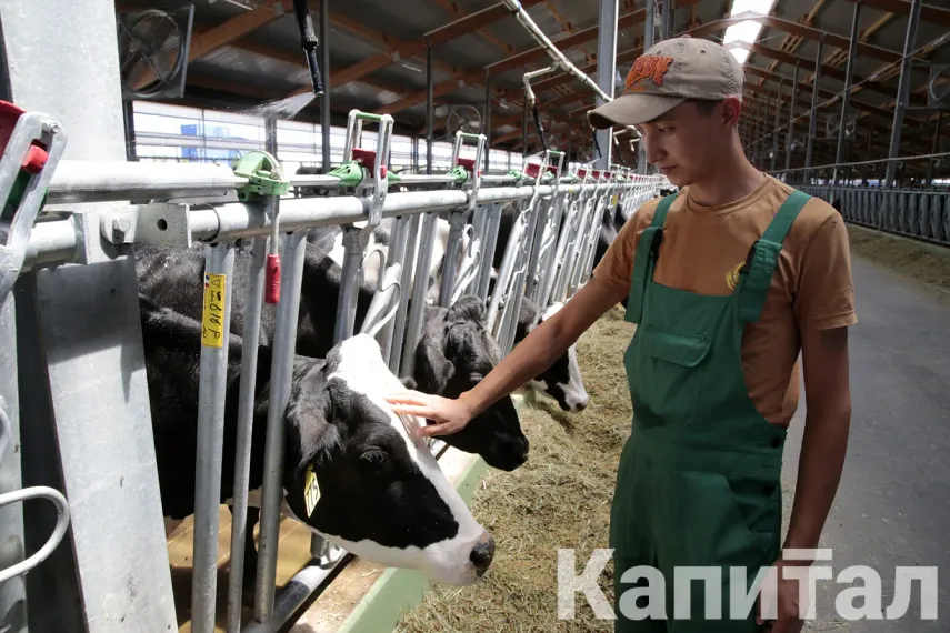 Капитал - В Минсельхозе рассказали о мерах господдержки животноводов