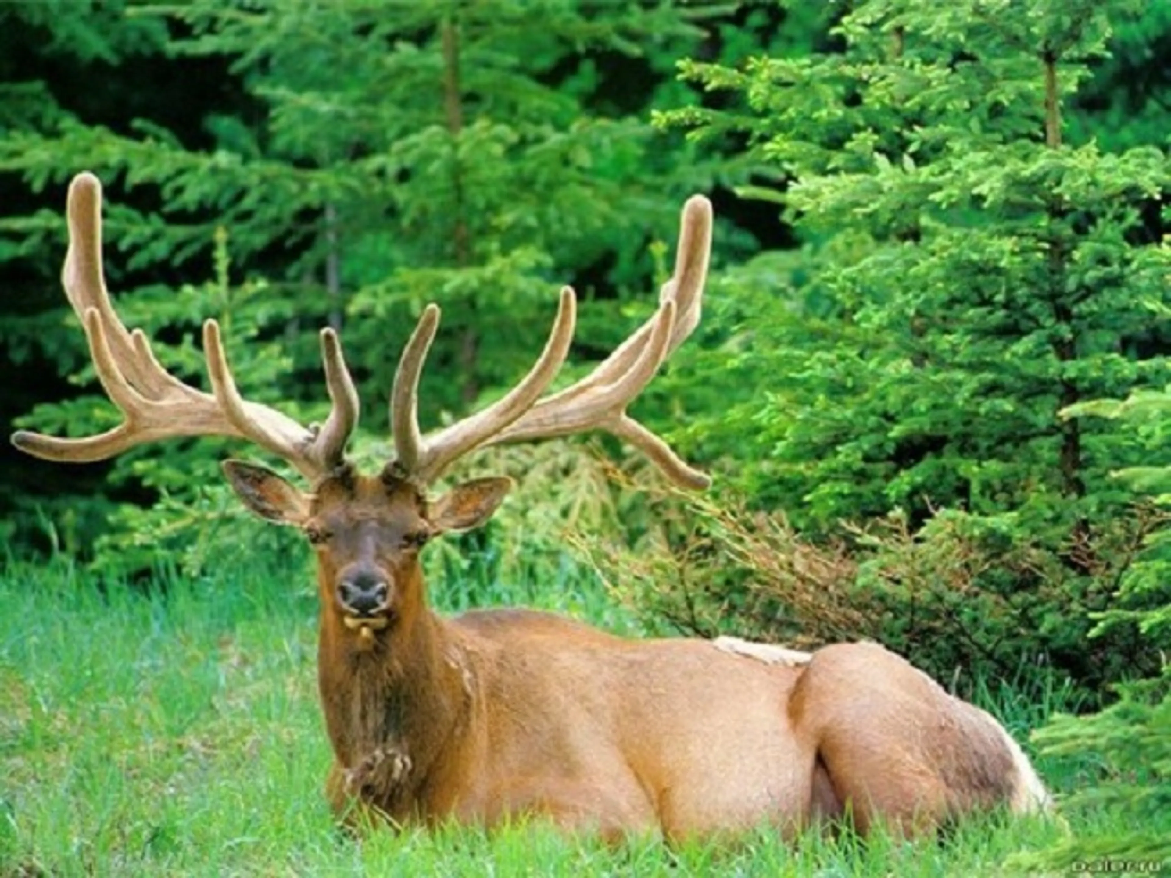 Капитал - В Усть-Каменогорске откроется санаторий с пантолечением