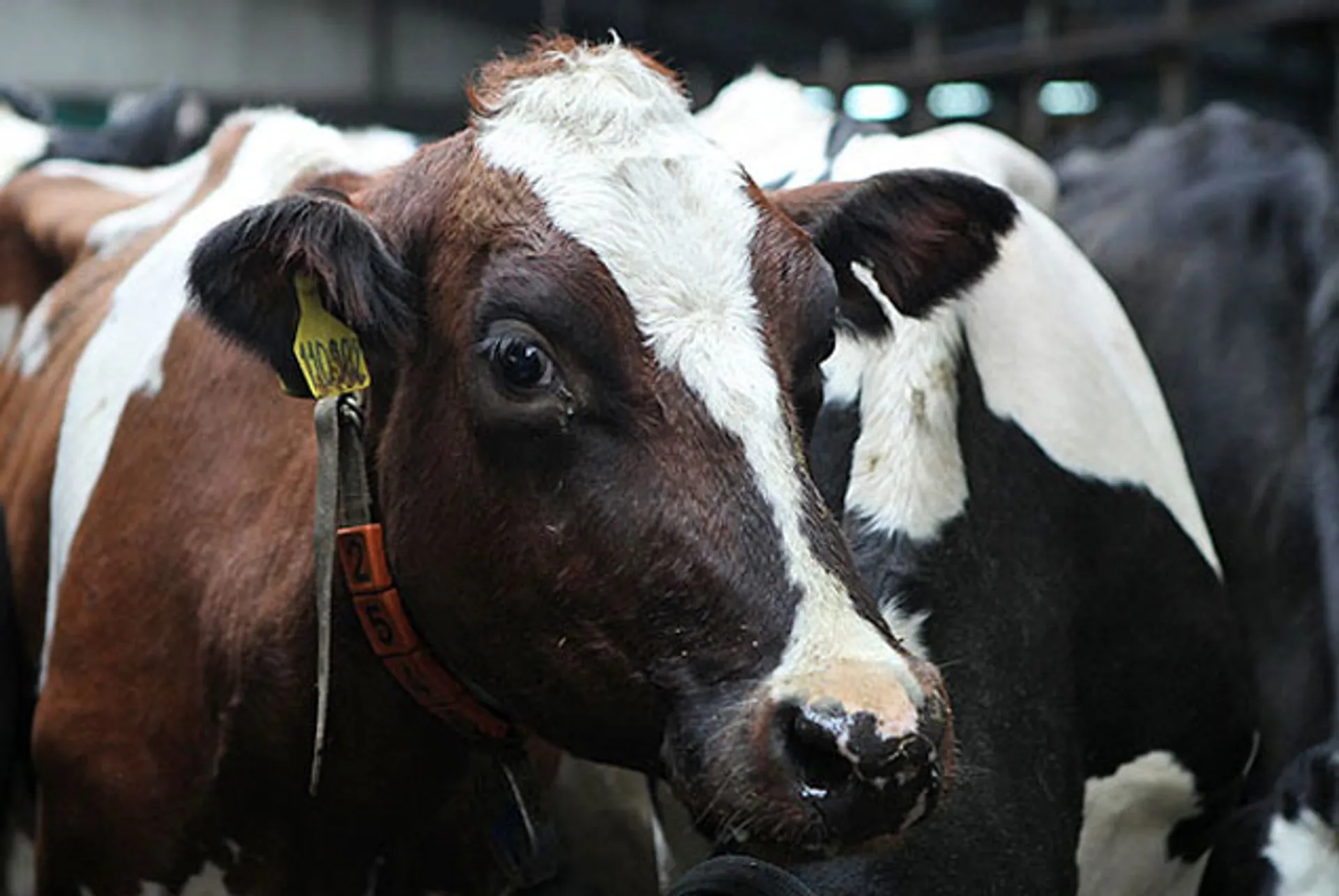 Капитал - На юге Казахстана иранцы построят мясокомбинат