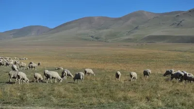 Фермерам Жезказгана дадут землю в аренду