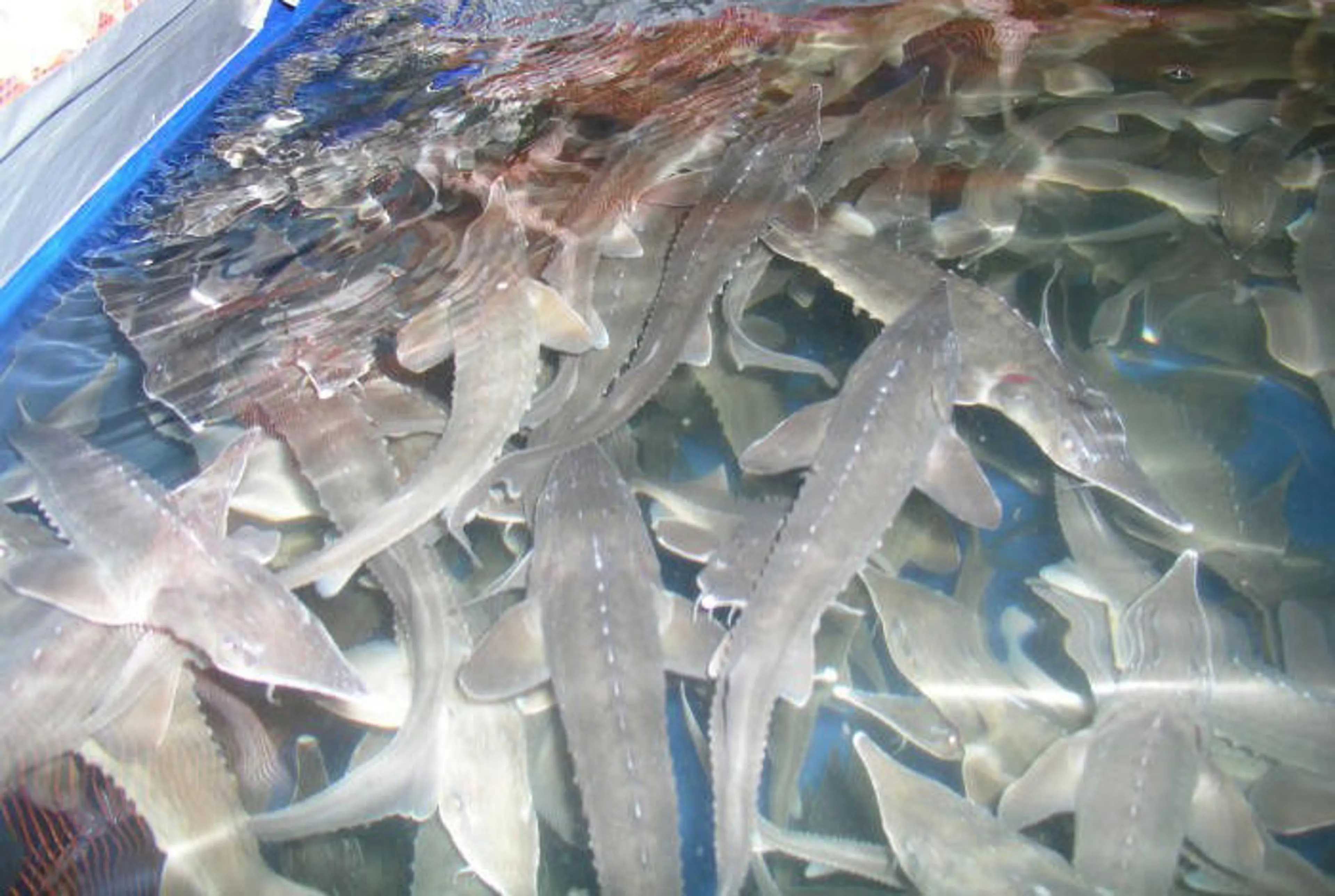 Капитал - На Каспии откажутся от промышленного лова осетра