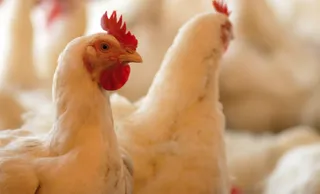 Капитал - Казахстан временно запретил ввоз мяса птицы из Ирана