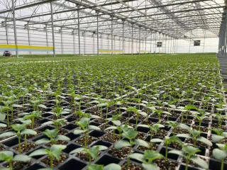 Капитал - Тепличным хозяйствам Туркестанской области поставят 150 тысяч тонн угля