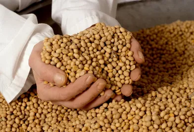 Запущен завод по переработке масличных культур