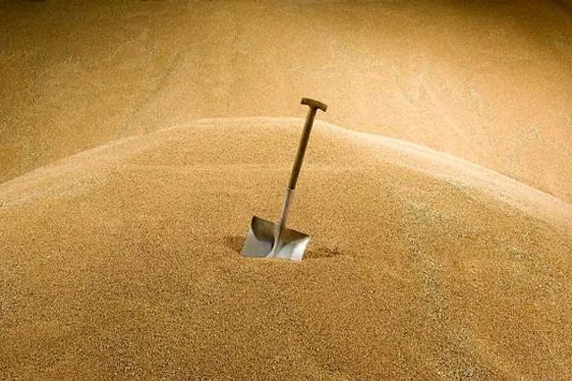 Снижение мировых цен на зерновые ожидает FAO
