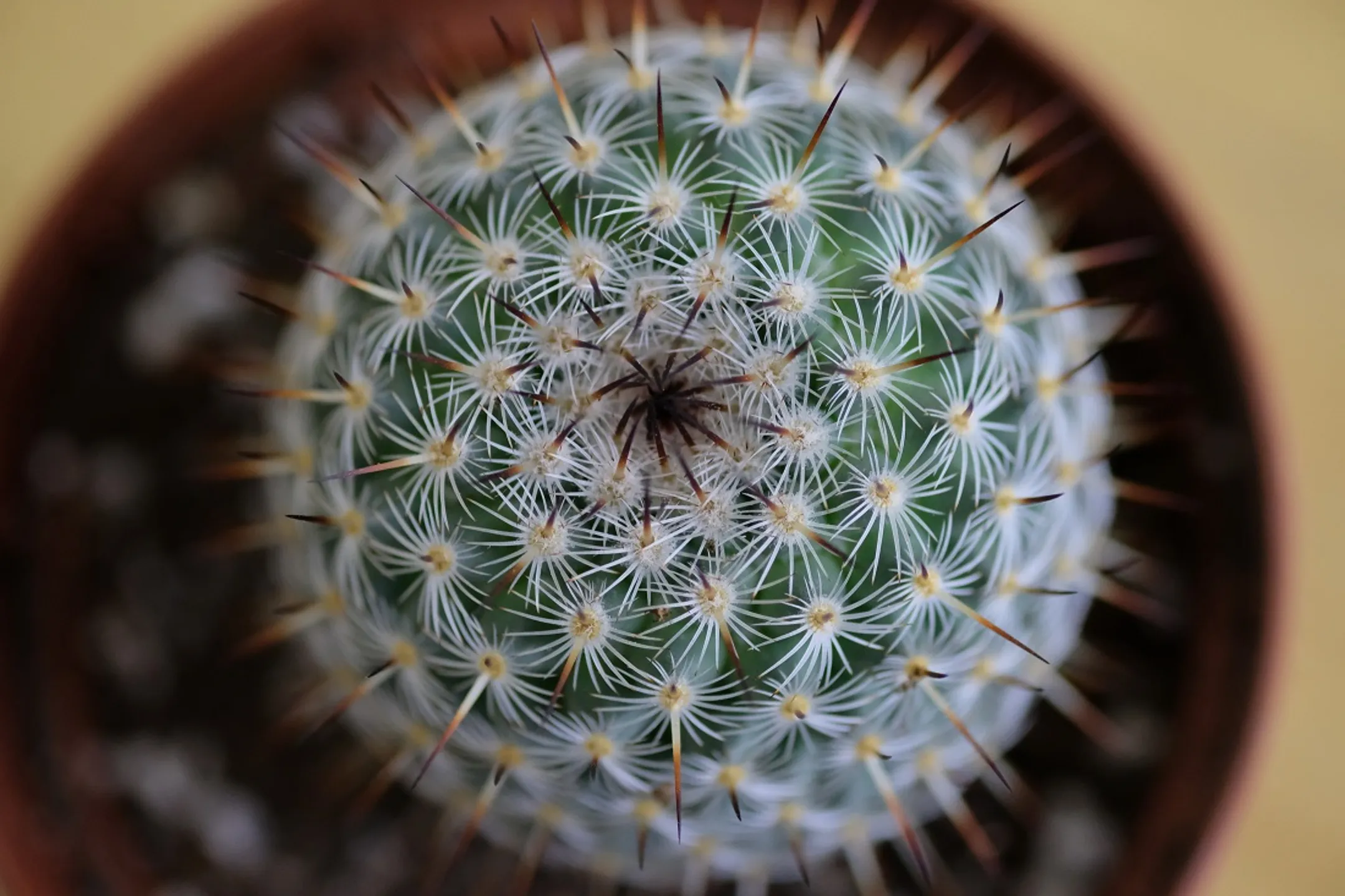 Как уйти из нефтегазовой сферы в цветочный бизнес - Image Kapital.kz